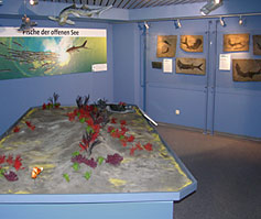 NatUrzeit-Museum Bad Sachsa