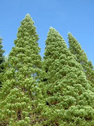 Nadelbäume aus dem Westen der USA im Arboretum von Bad Grund