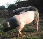 Freilandhof Elbingerode