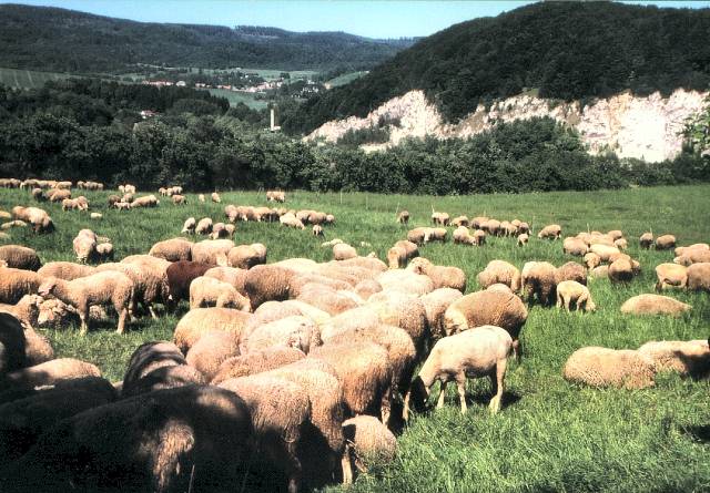 Schafherde im Südharz